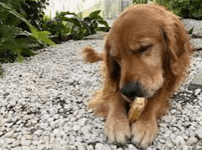 Chien qui joue avec friandise