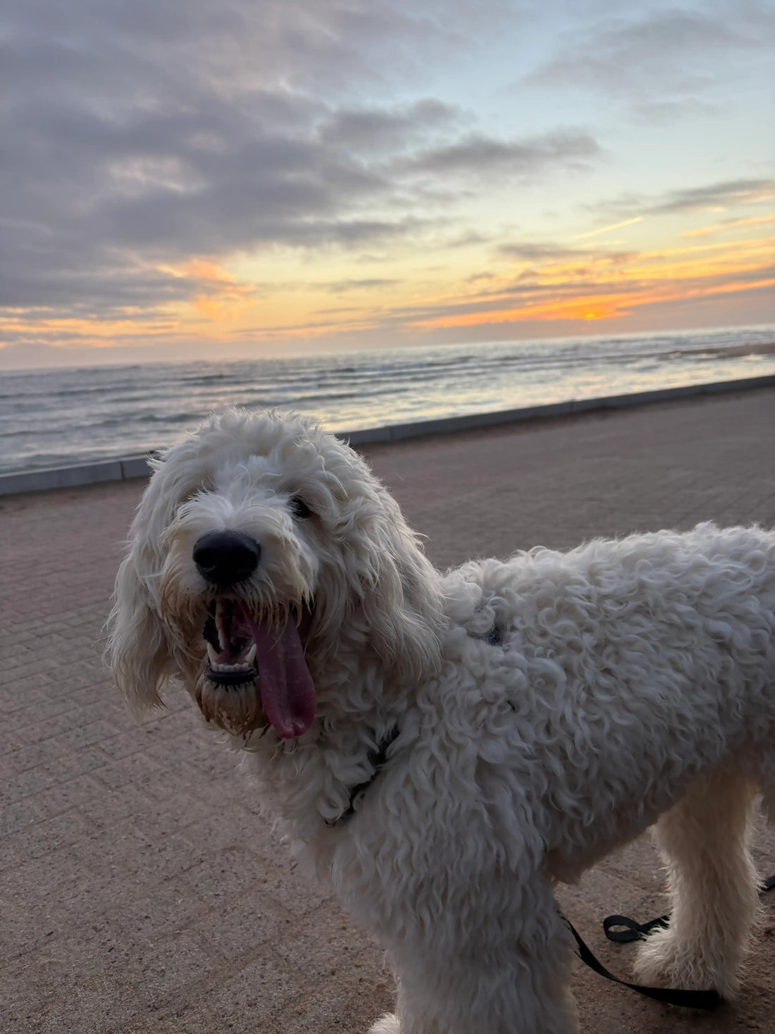 Os de yak pour chien