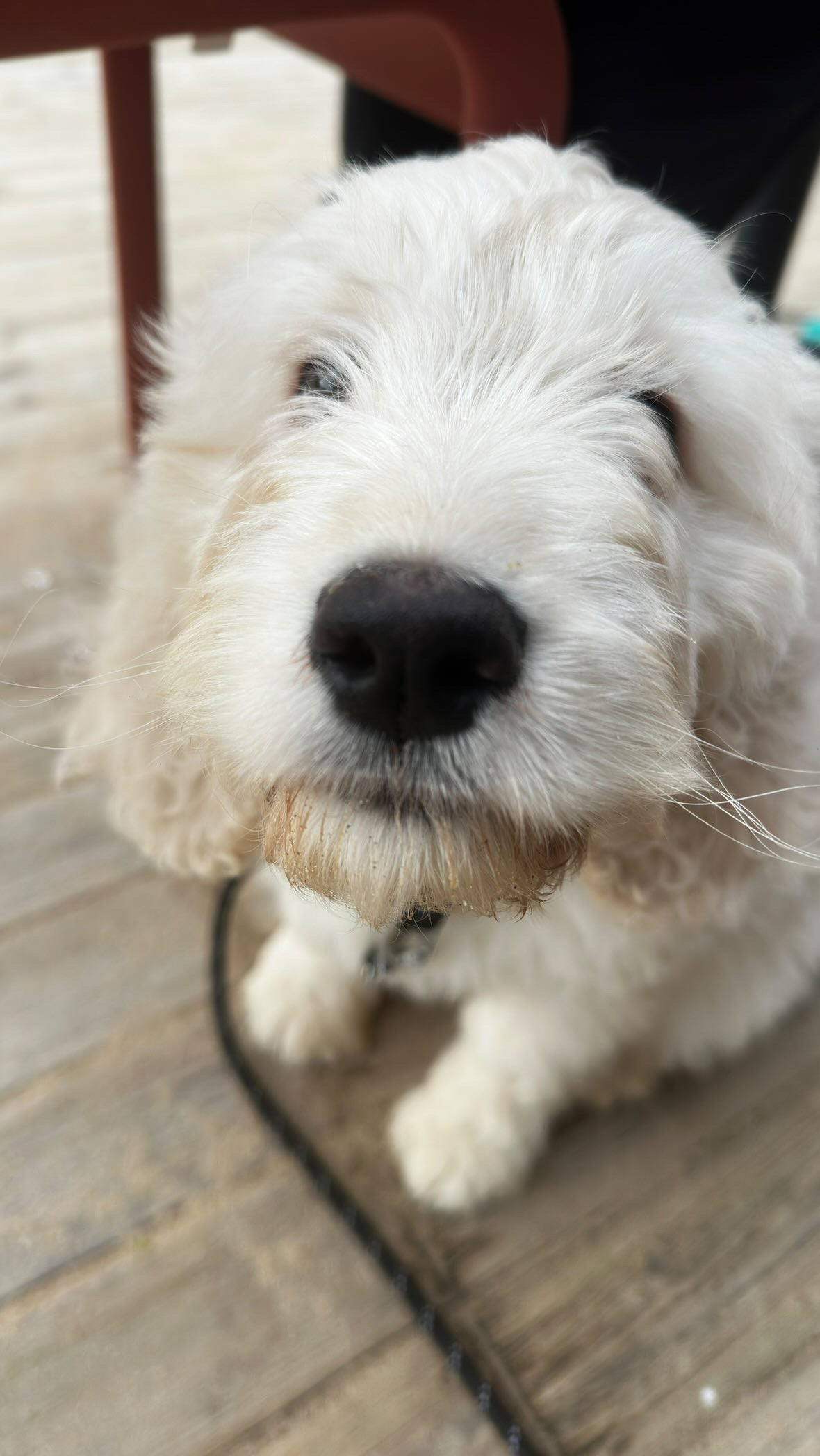 Ipouns, le Goldendoodle égérie de Papattes et Mâchoires, et également testeur des produits de mastication naturelle.